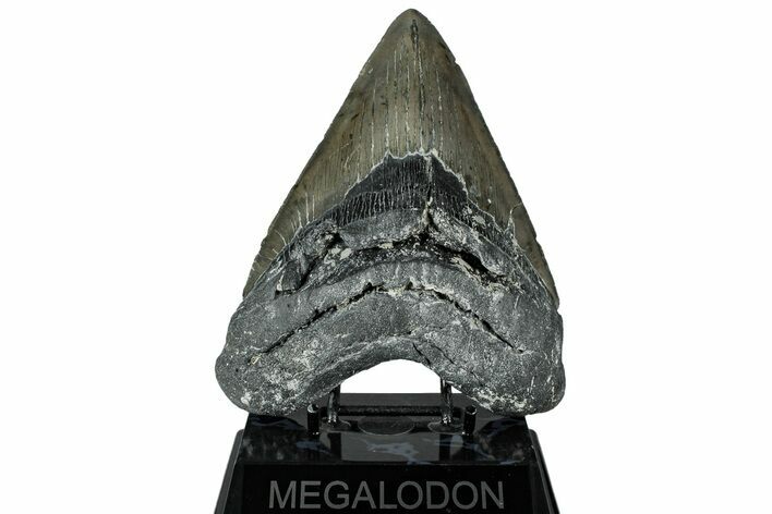 Serrated, Fossil Megalodon Tooth - North Carolina #319916